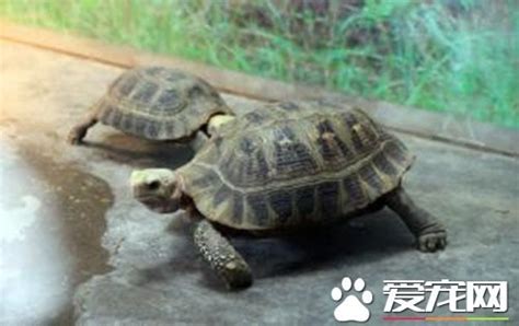 不適合養烏龜的生肖|什麼生肖不適合養龜，養龜必備知識